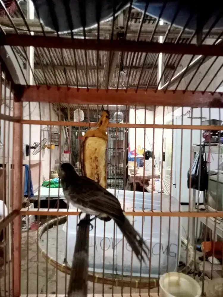 Burung crokcokan muda