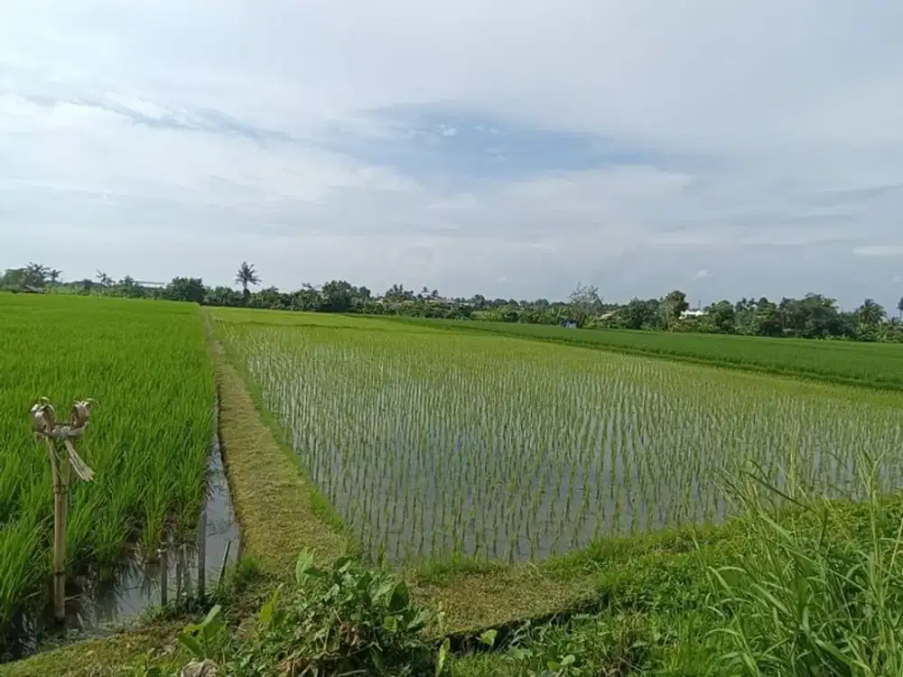 Tanah Sawah 39 Are di Kawasan Villa Disewakan, di Kedungu Tabanan Area