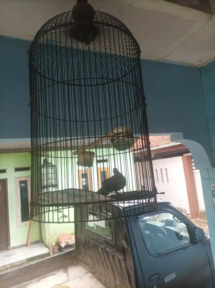 Perkutut lokal rawatan lama