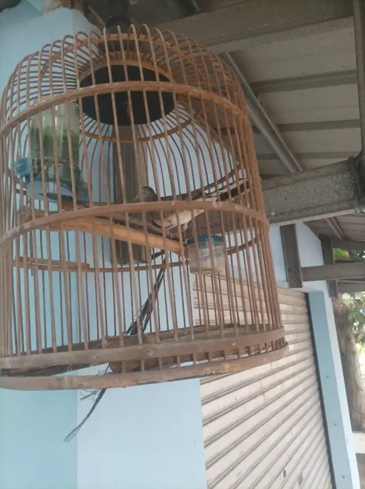 Perkutut lokal rawatan lama