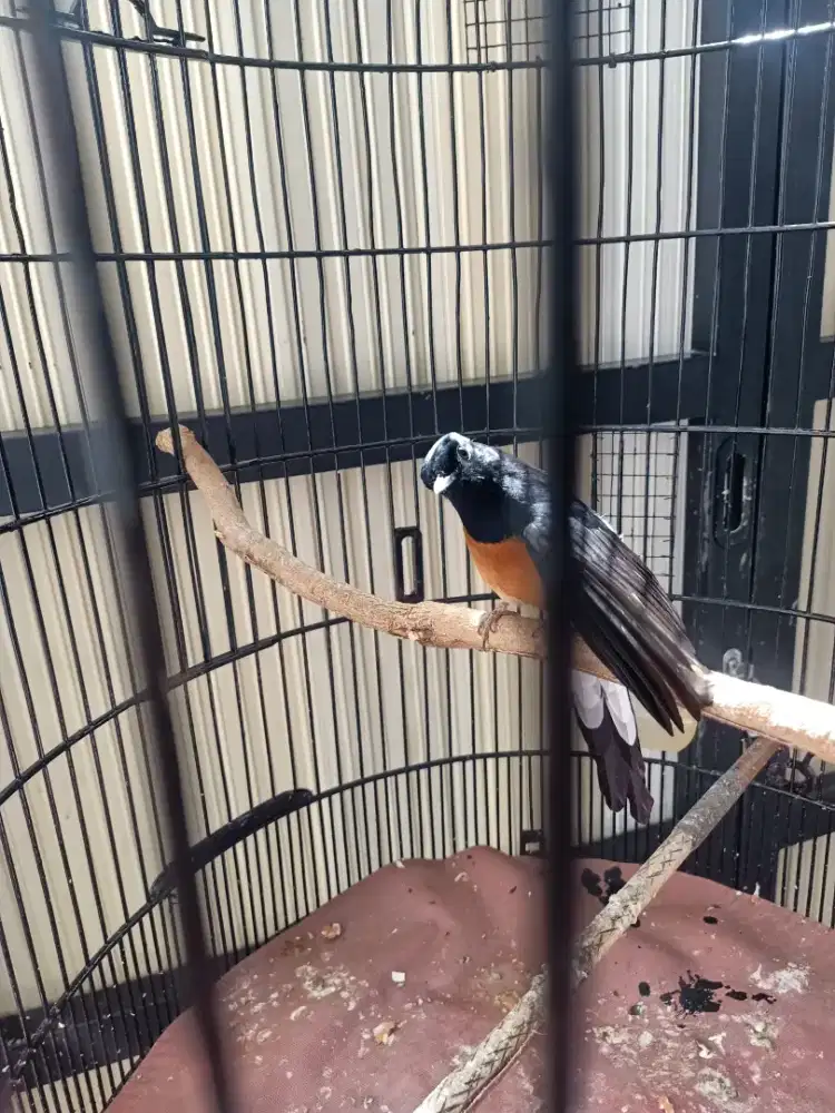 Pastol  rajin  fulset..