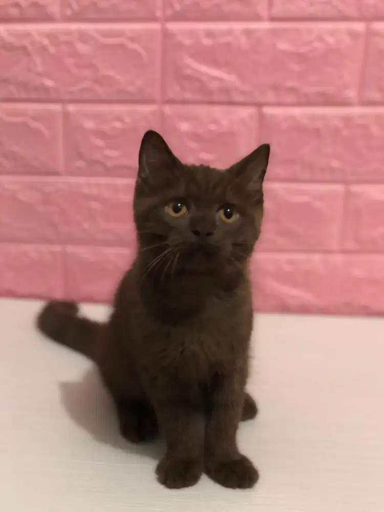 Kucing british shorthair