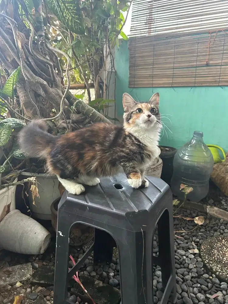 Munchkin betina 4bln calico