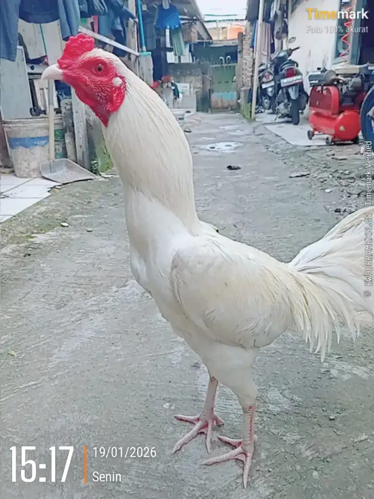 Jual ayam bangkok