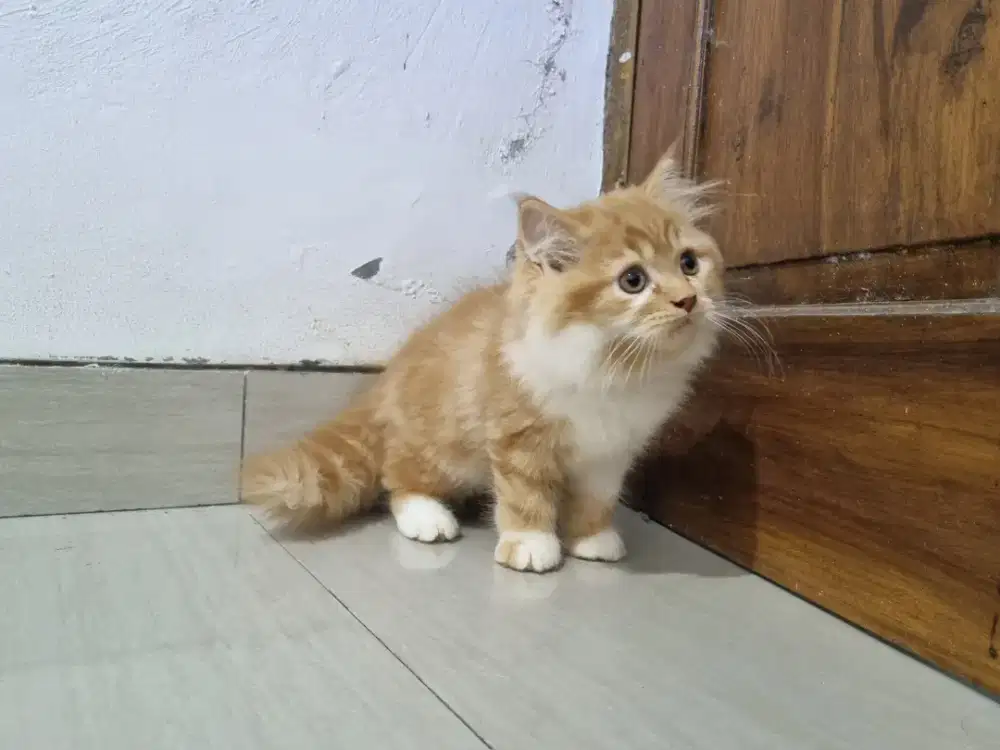Kucing kitten persia
