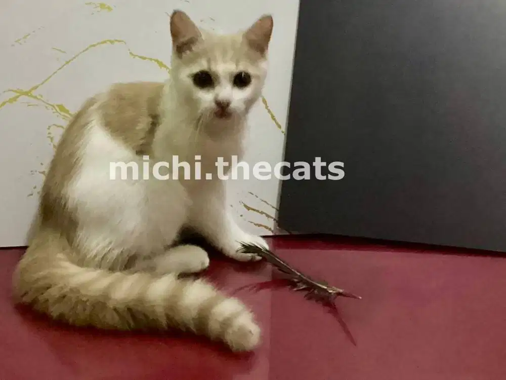 British Shorthair (BSH) Kitten Bicolor