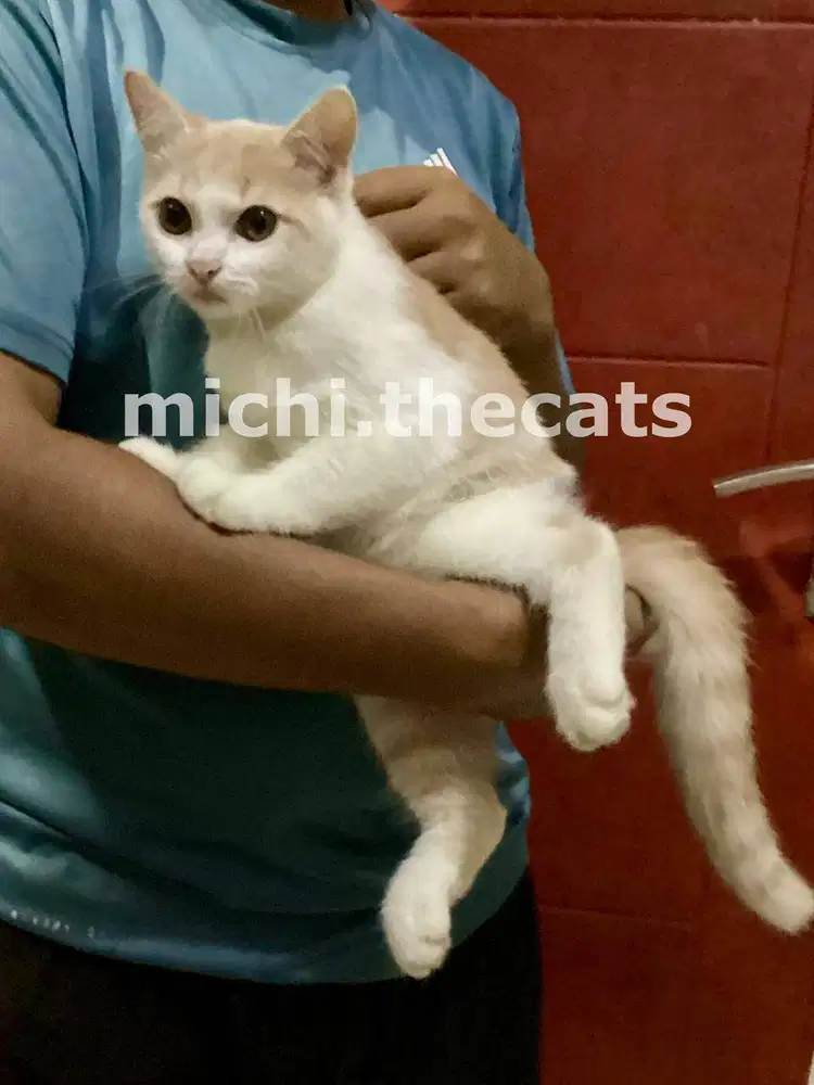 British Shorthair (BSH) Kitten Bicolor