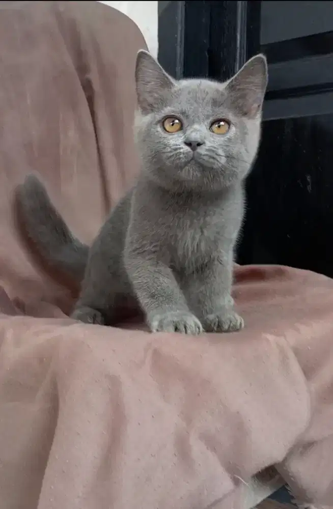 BSH/BRITISH SHORTHAIR