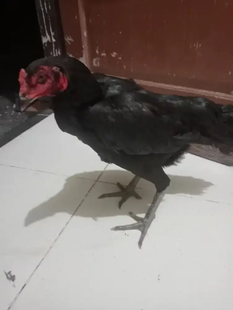 Induk teknik ngalung