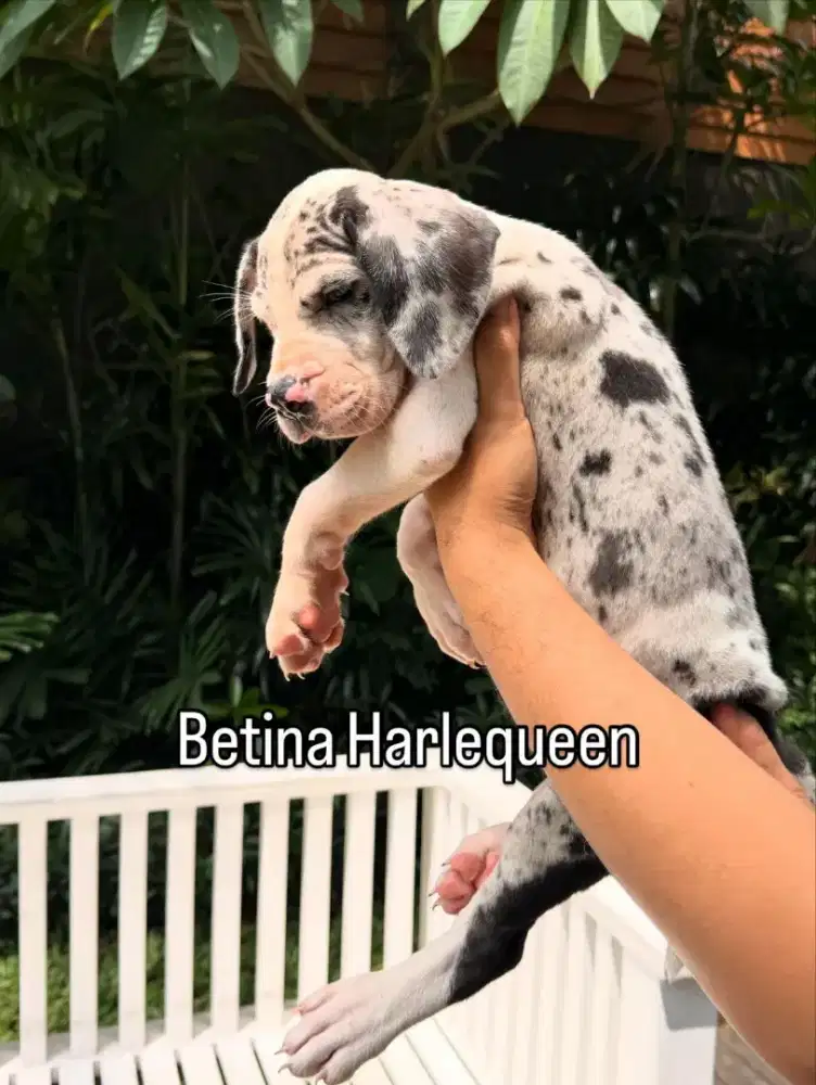 Anakan Great Dane Harlequin – Big Bone, Ready Adopt