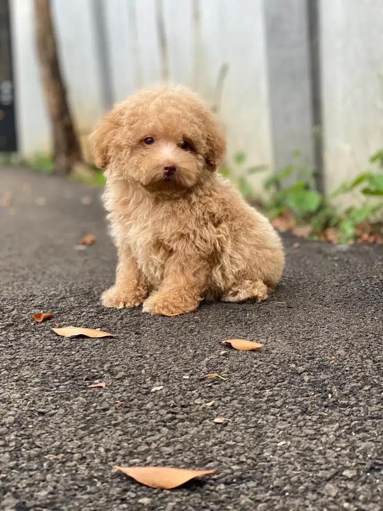 tiny poodle betina
