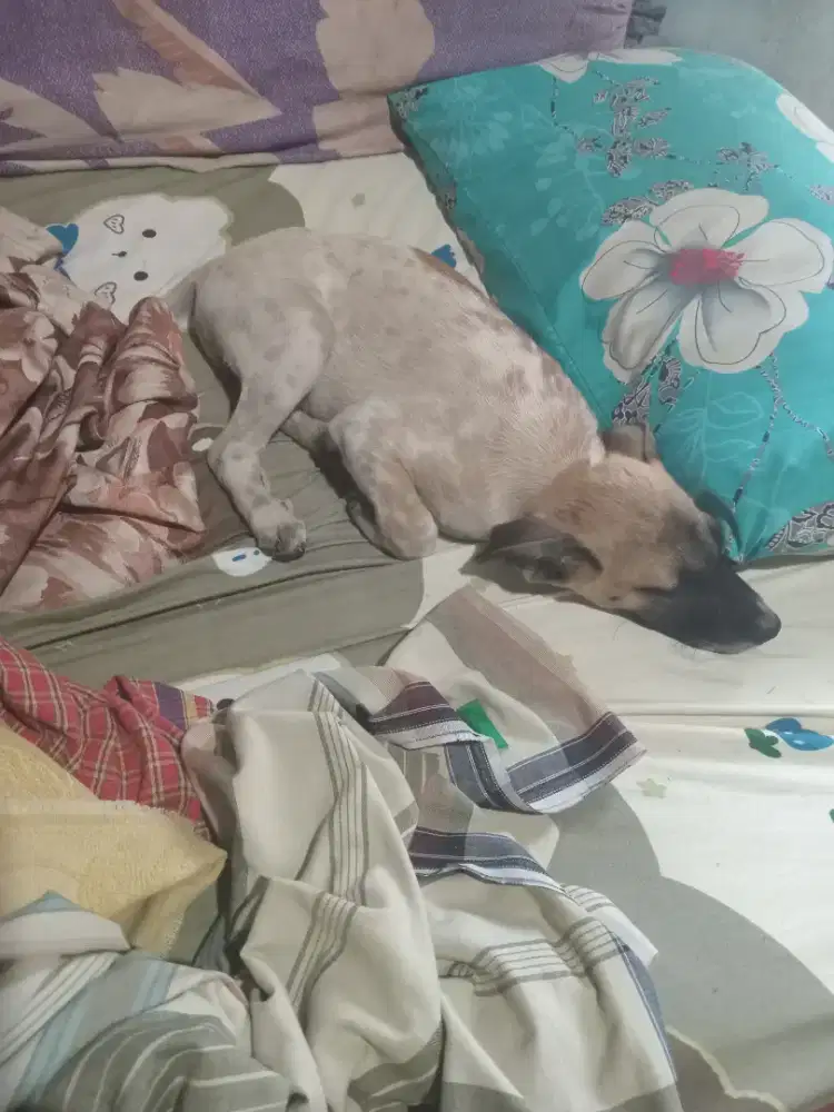 Anak Anjing Sisa 1 Ekor Jantan