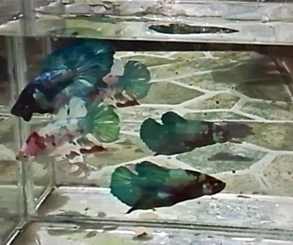 Ikan Cupang Bagan size Besar