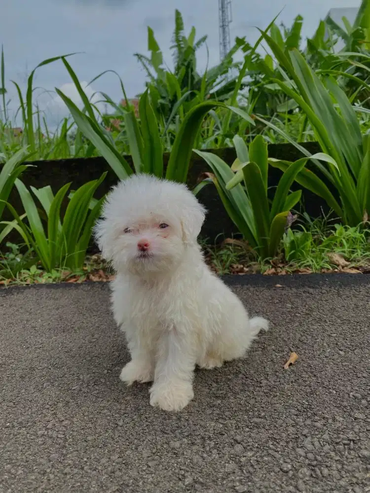 super tiny white poodle jantan