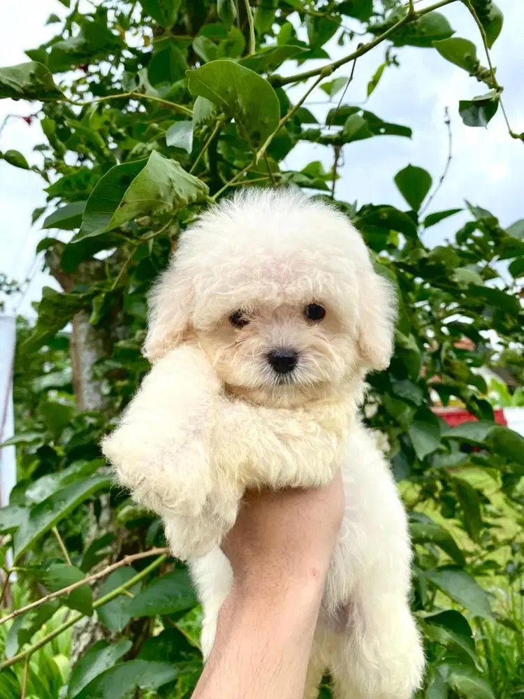 super tiny white poodle jantan