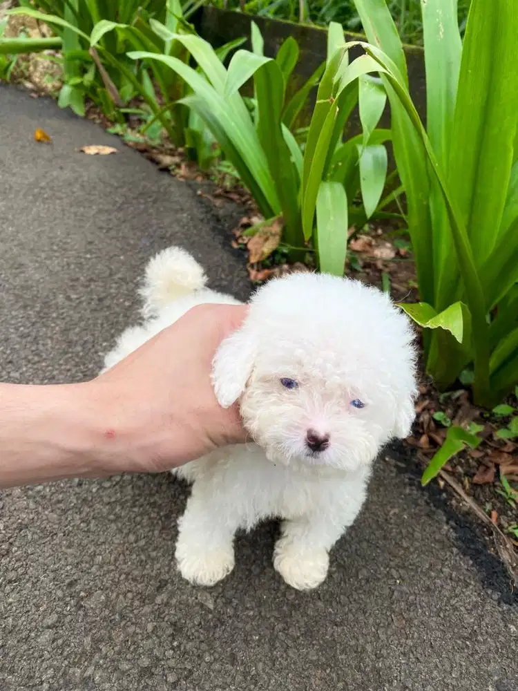 super tiny white poodle betina