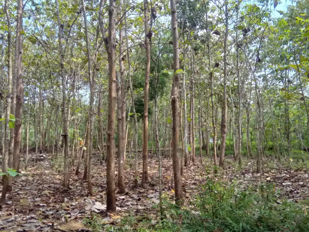 Dijual Tanah Beserta Pohon Jati