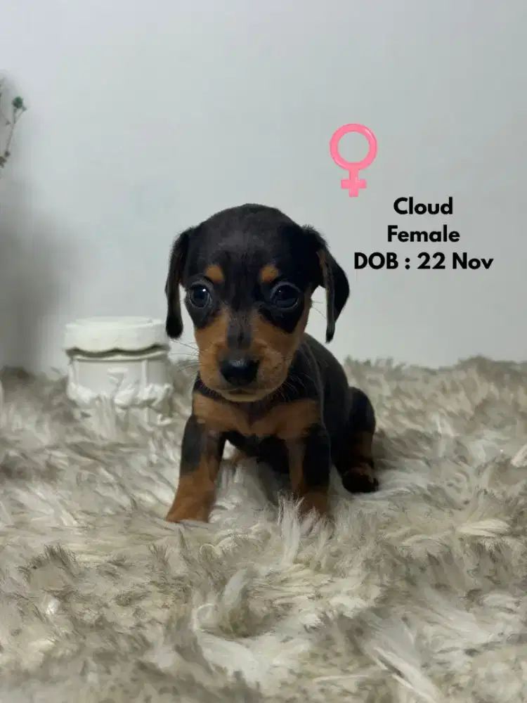 Jual anakan tekel umur 1,5 bulan