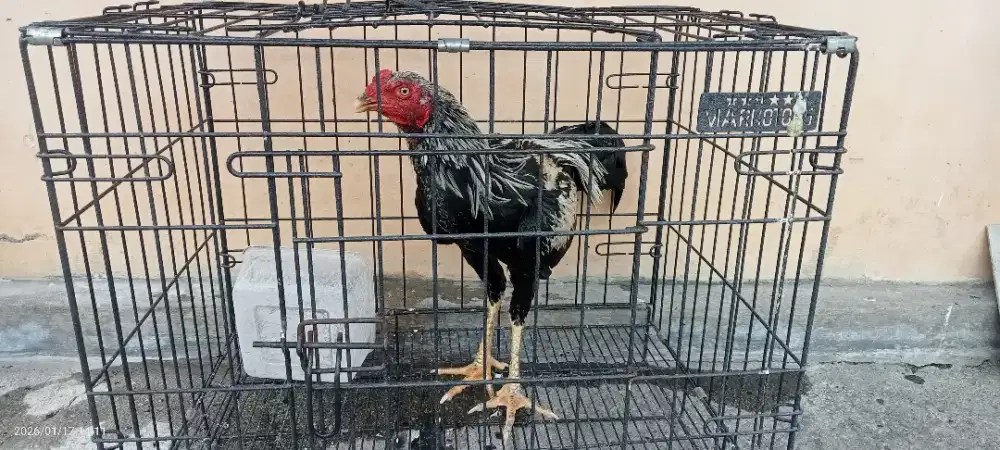 Dijual ayam kampung asli jantan