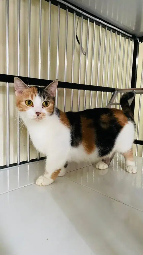 Muchkin Shorthair Betina