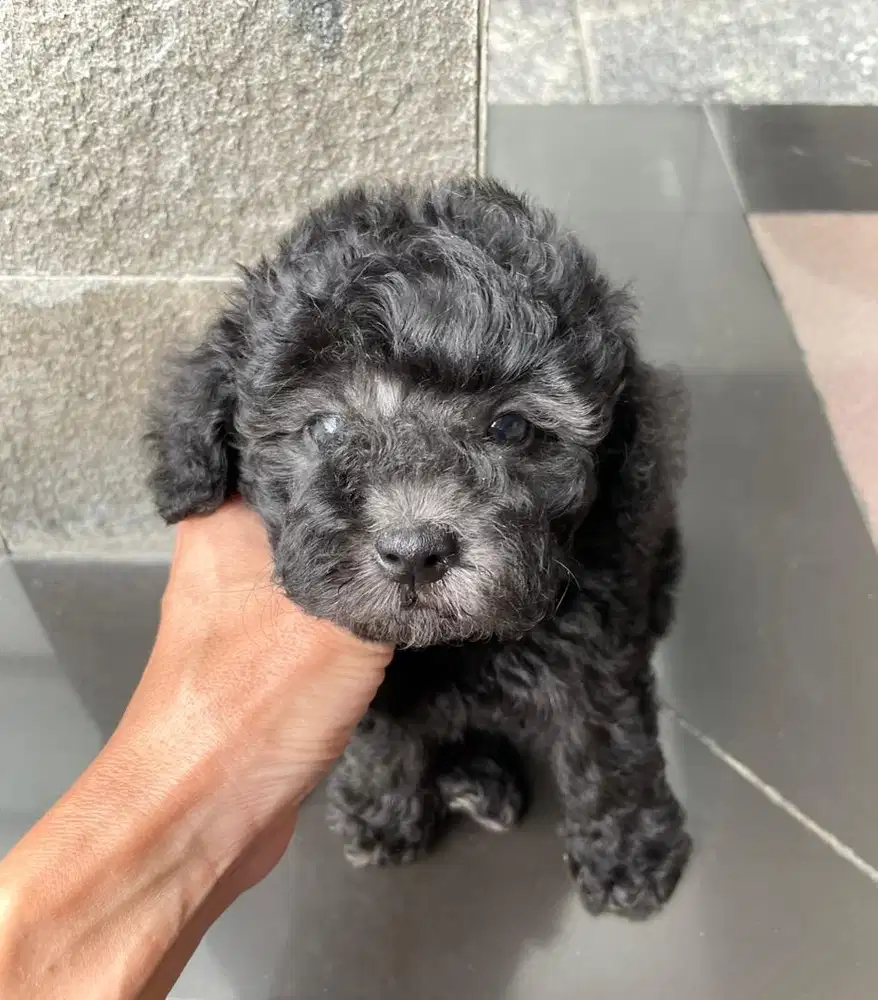 Poodle silver jantan