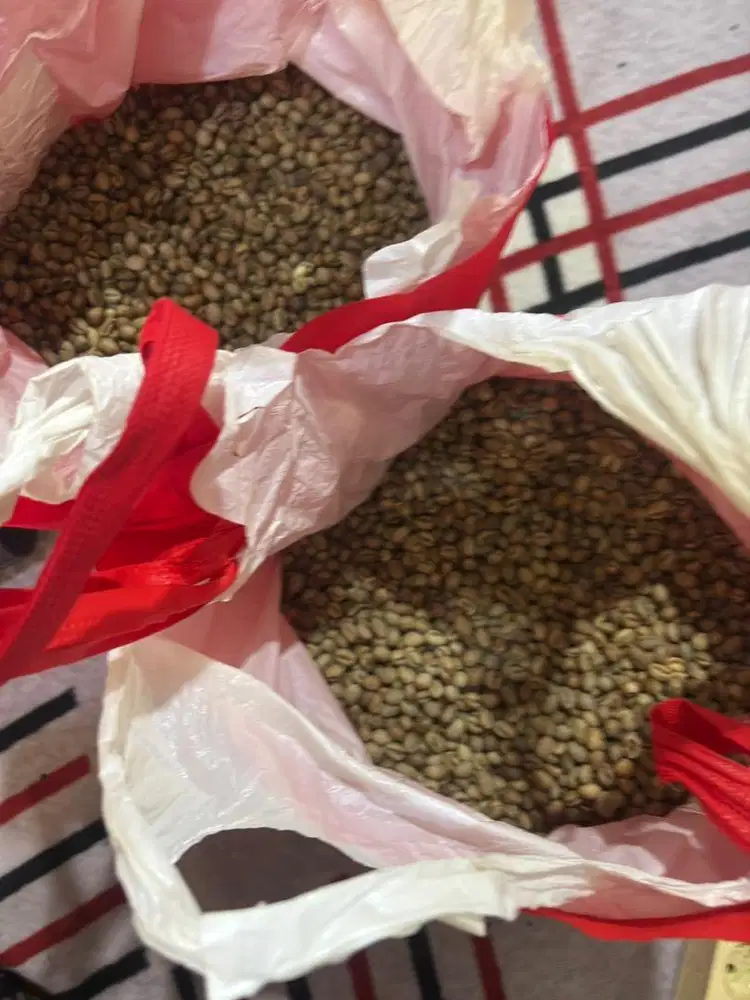 greenbean robusta lampung (lanang)