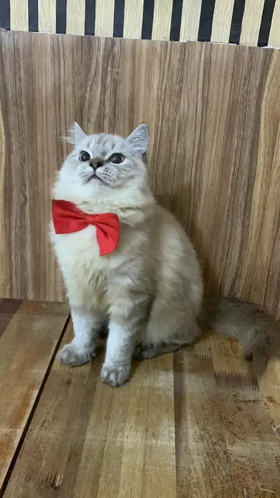 kucing persia jantan himalaya