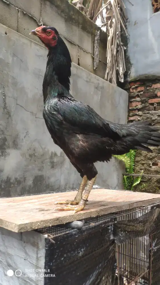 Biang pama x bangkok