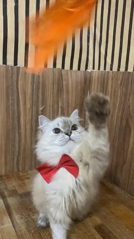 kucing persia jantan himalaya