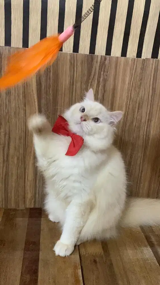 kucing persia jantan putih