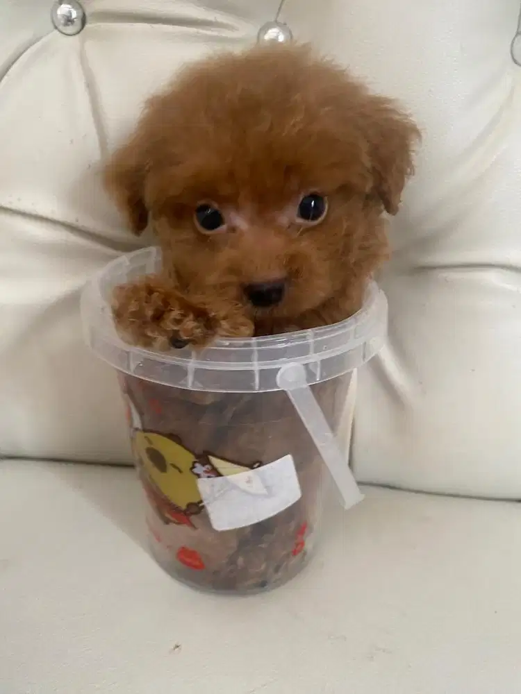 Poodle red super tiny jantan vaksin