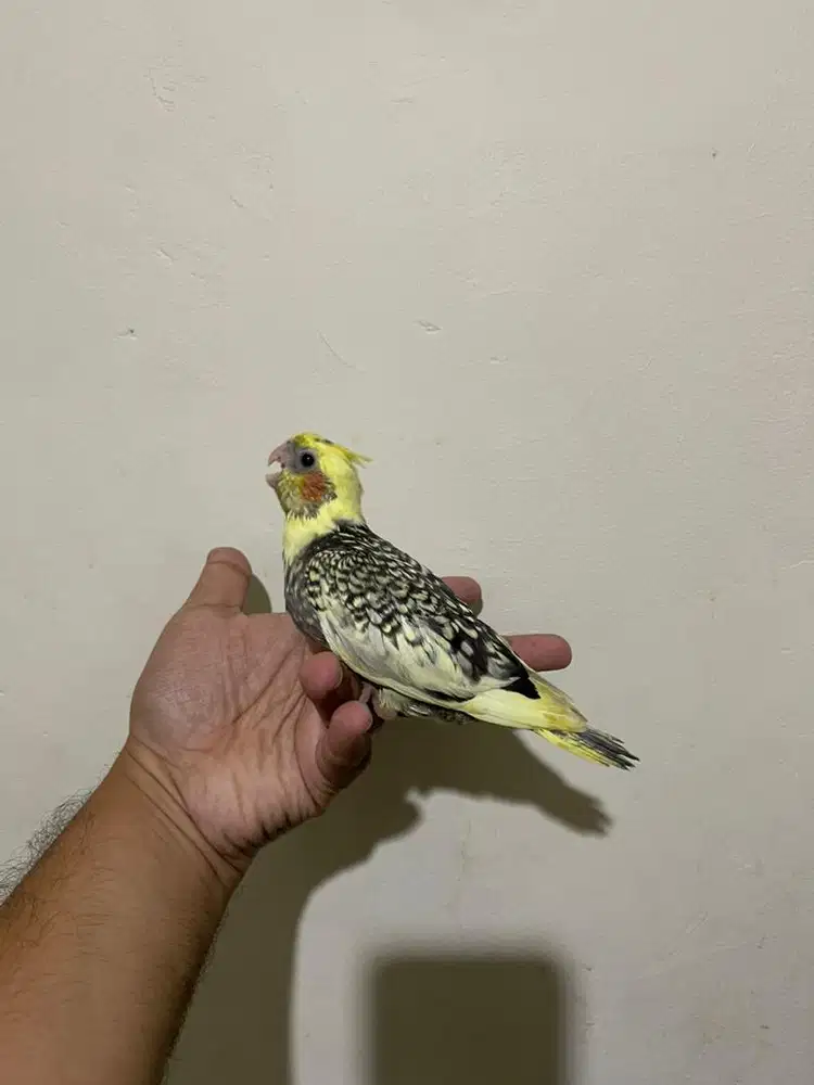 falk cockatiel parkit australia