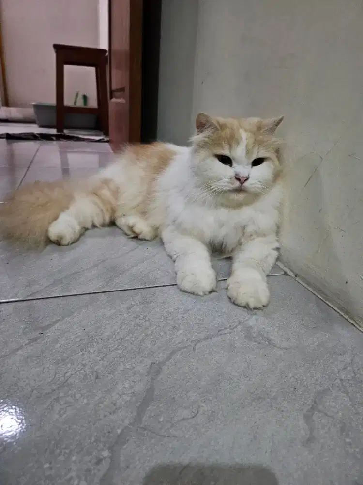 kucing persia jantan sudah steril