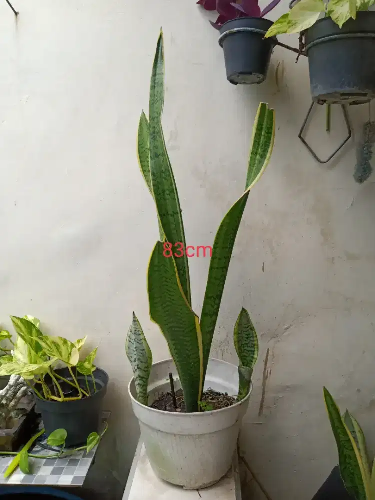 Lidah Mertua, Apu-apu