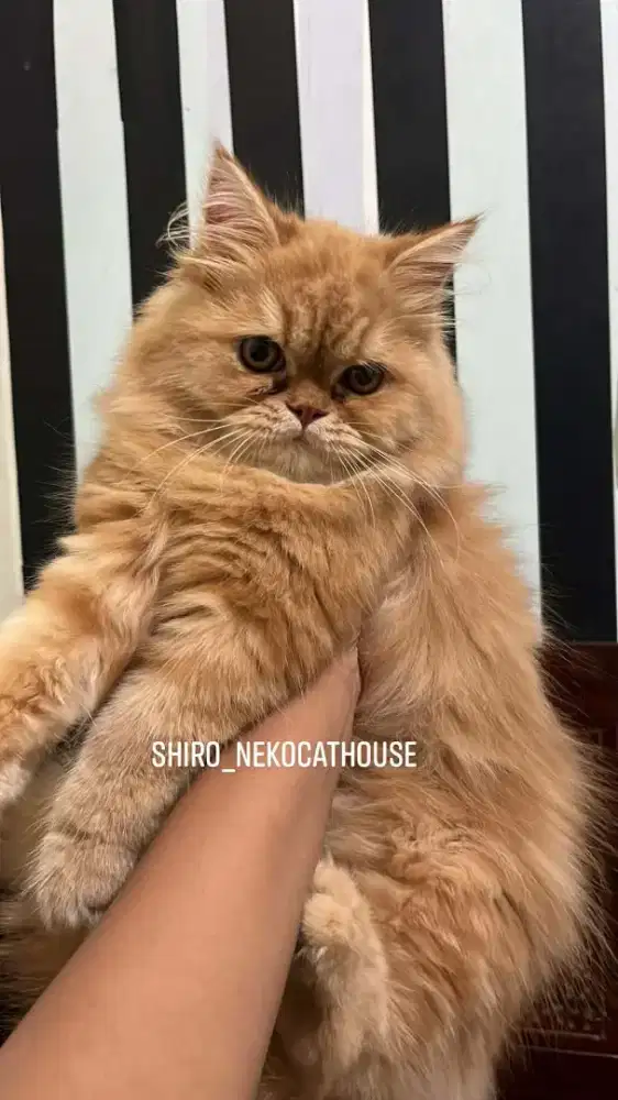 Kucing flat nose gemoy