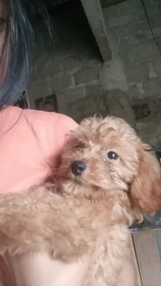 anjing poodle ganti uang pakan