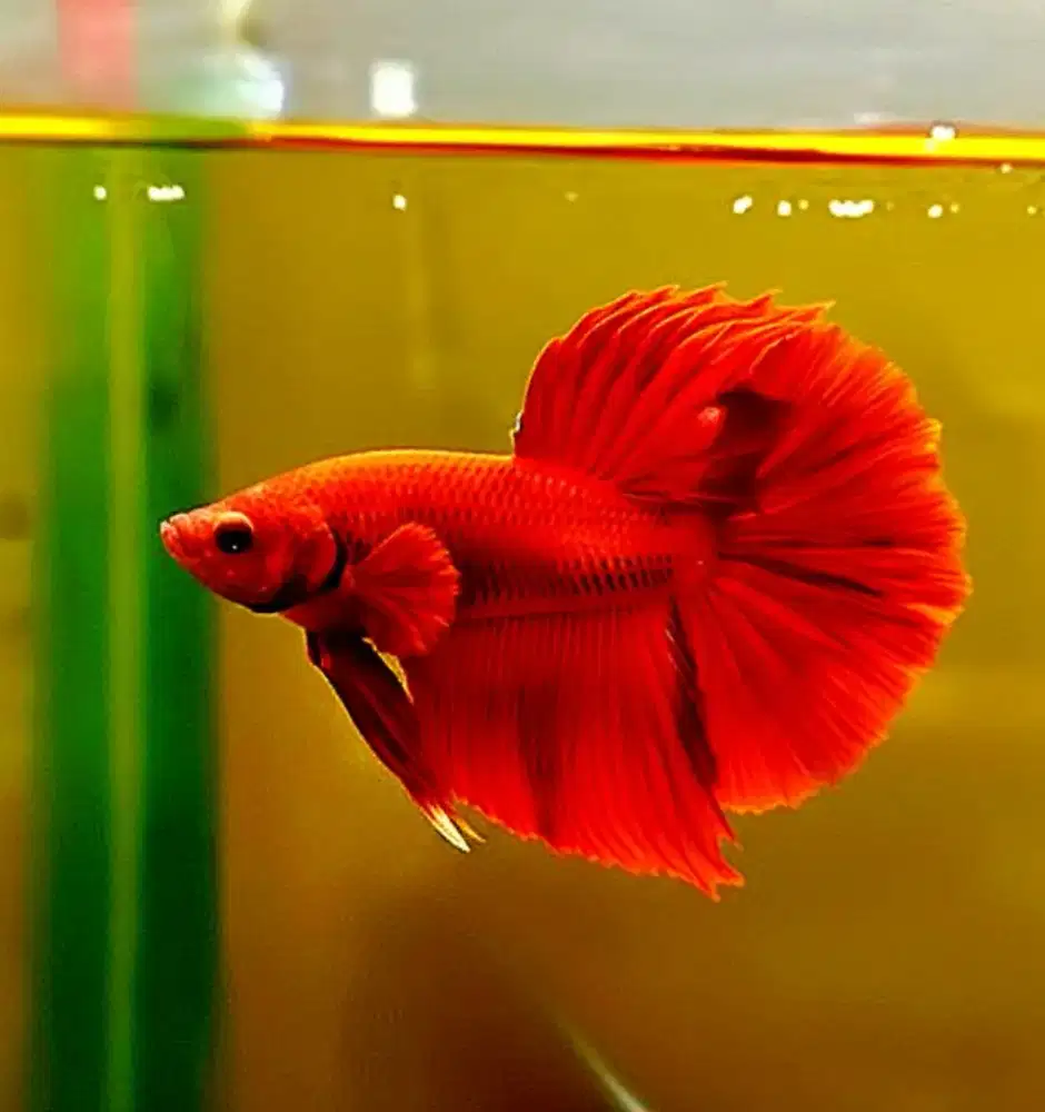 Ikan cupang Halfmoon super red asli