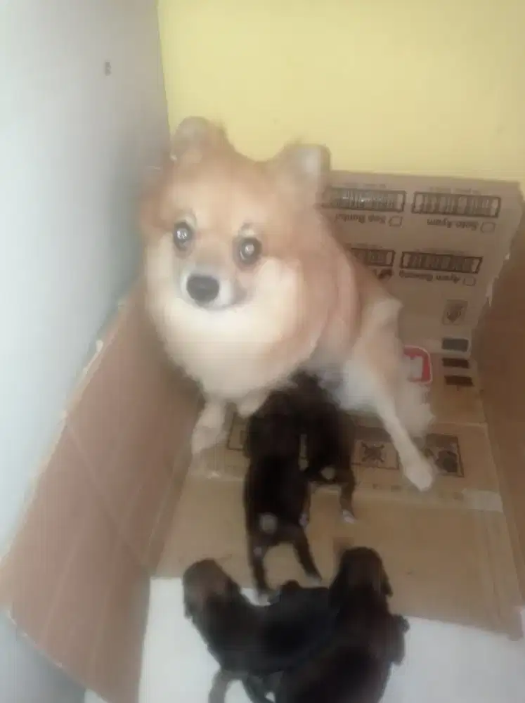 anakan pom mix shitzu