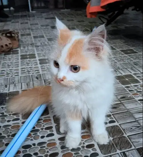 Oyen persia bulu halus lebat