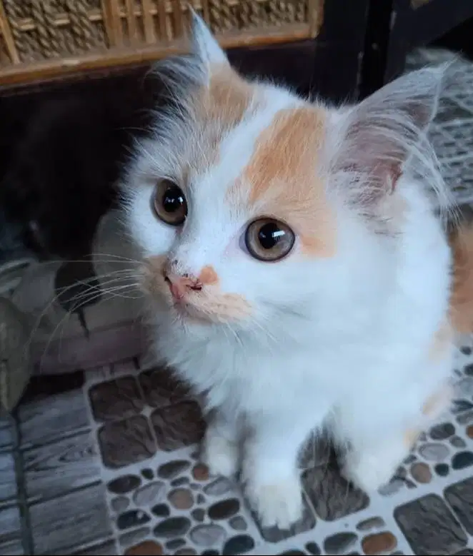 Oyen persia bulu halus lebat