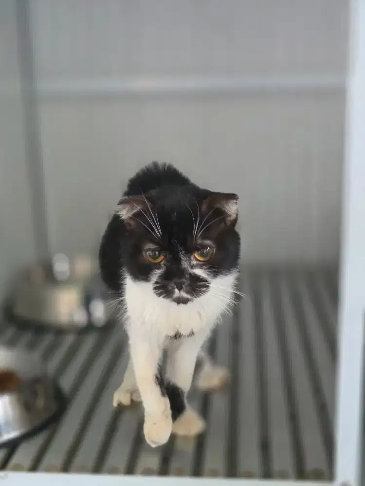 Ganti pakan scottish fold betina bogor