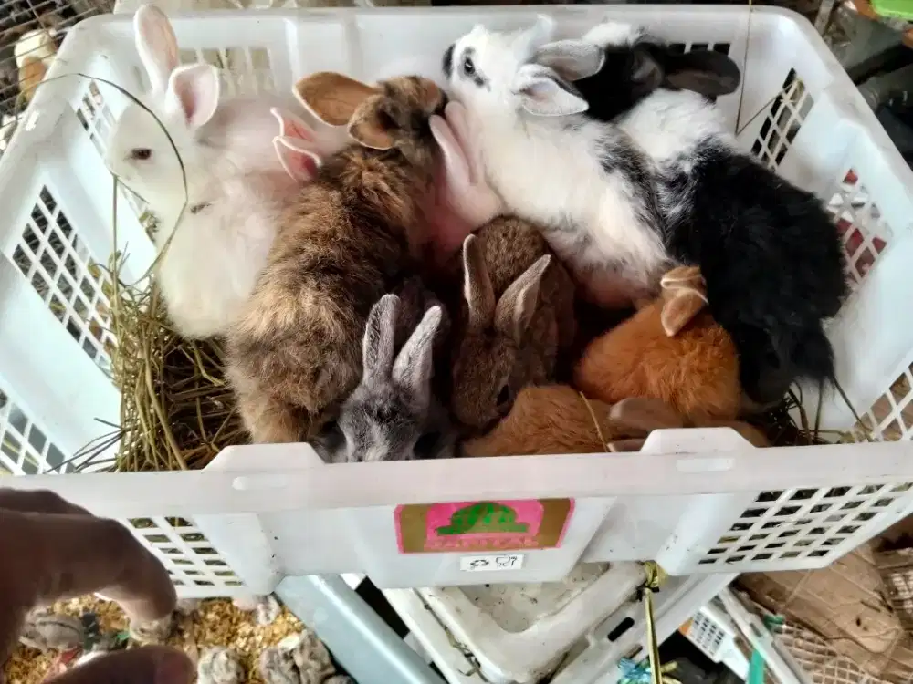 Kelinci Lokal - Kelinci Anggora lokal (Bisa request jantan/betina)