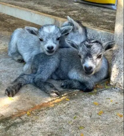sepasang kambing mini pygmi 4 bulanan asli ori FB TB 30cm-an exotik ok