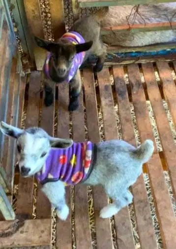 sepasang kambing mini pygmi 4 bulanan asli ori FB TB 30cm-an exotik ok