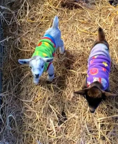 sepasang kambing mini pygmi 4 bulanan TB 30cm-an ori asli FB exotik ok