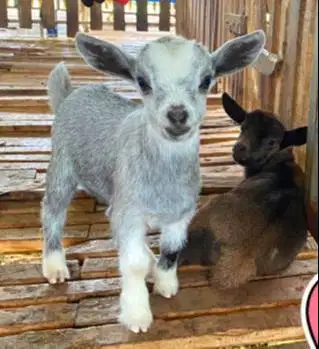 sepasang kambing mini pygmi 4 bulanan TB 30cm-an ori asli FB exotik ok