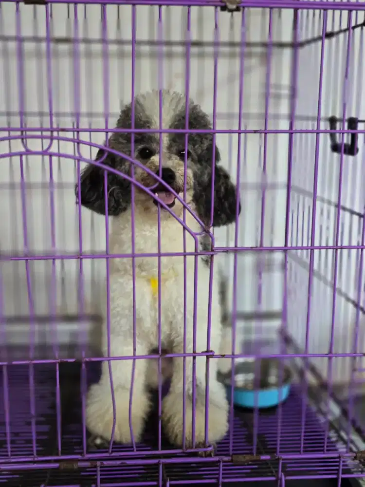 Poodle jantan party color langka