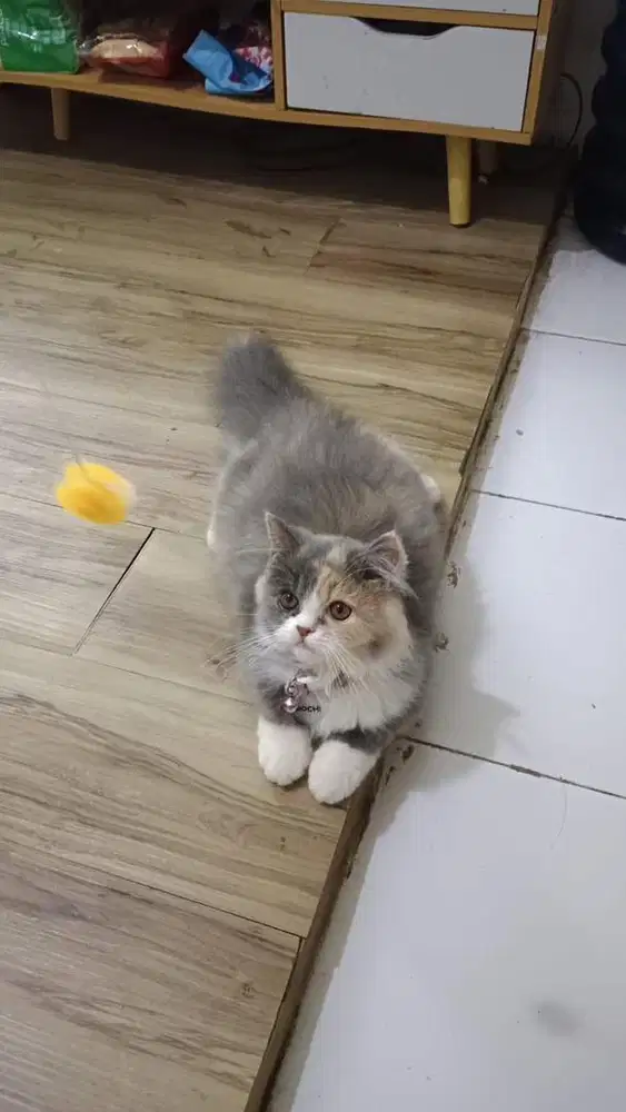 Kitten persia himalaya