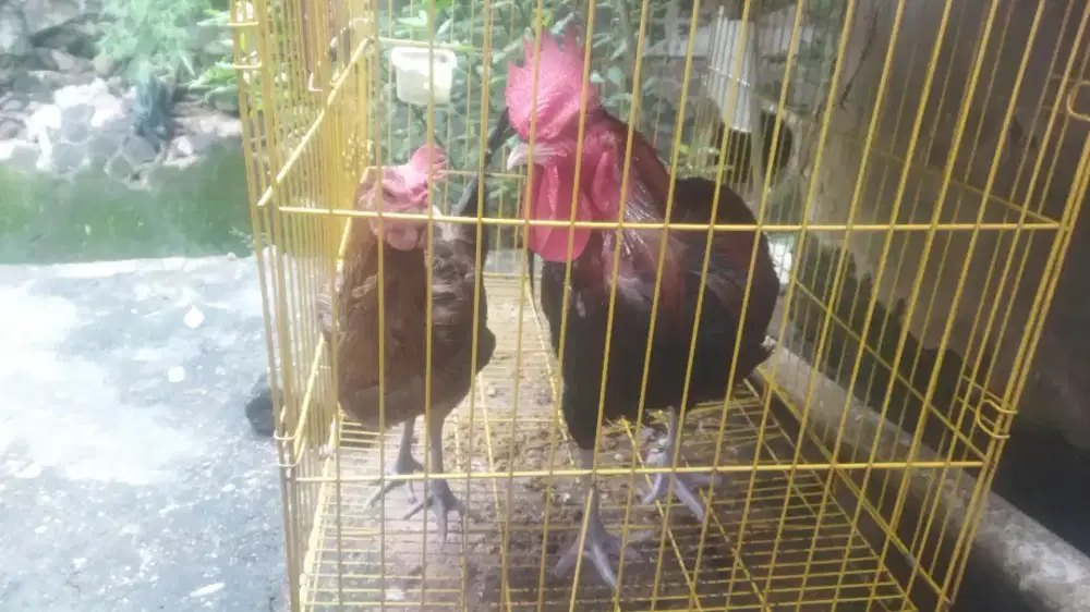 di jual ayam jago sepasang