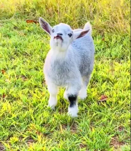 sepasang kambing mini pygmi 4 bln TB 30cm-an exotik unik asli FB puas